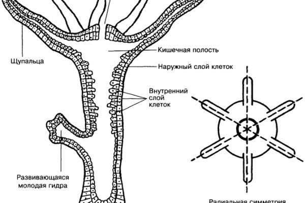 Рабочее зеркало на кракен